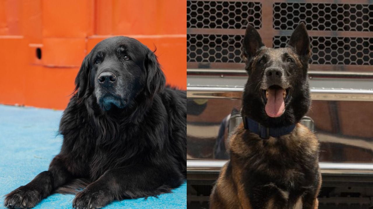Fito y Daky, los dos perros jubilados que están buscando hogar.