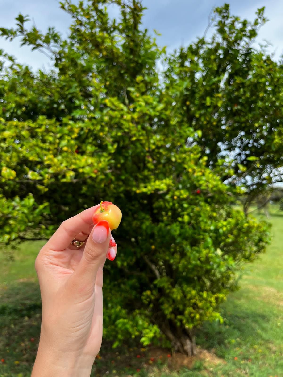 Bajan Cherry es una fruta propia de los países antillanos.