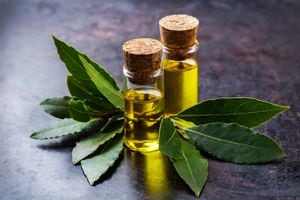 Los aceites de las hojas de laural son saludables para el organismo.