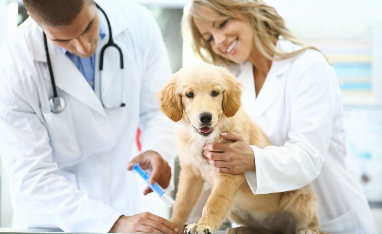 Esta es la lista de vacunas que necesita tu perro
