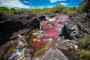 Caño Cristales