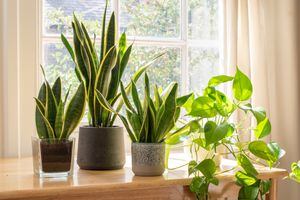 Plantas de interior de interior junto a una ventana en una casa bellamente diseñada o en un interior plano. Plantas