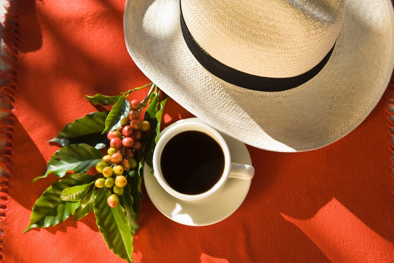 High angle view of coffee , hat , and coffee berries on branch , Colombia