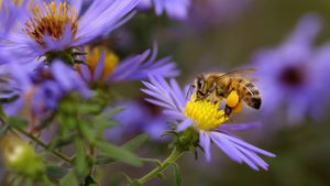 Una abeja melífera (Apis mellifera) sorbe el néctar de un aster en un jardín de mariposas.