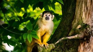Close up of a squirrel monkey sitting on a gnarly tree. The photo was taken in the late afternoon when the sunlight is emphasizes yellow fur of the monkey.