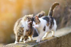 gato