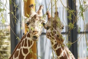 Dos ejemplares de jirafas traídas desde Holanda al zoológico de Viena.