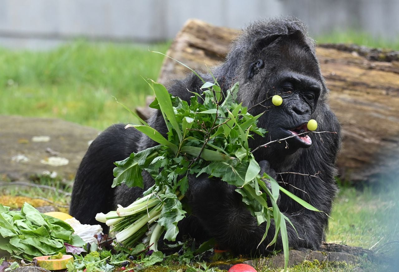 Fatou, la gorila más longeva del mundo