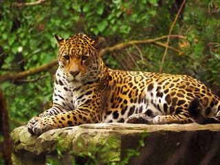 Close-up view of a Jaguar