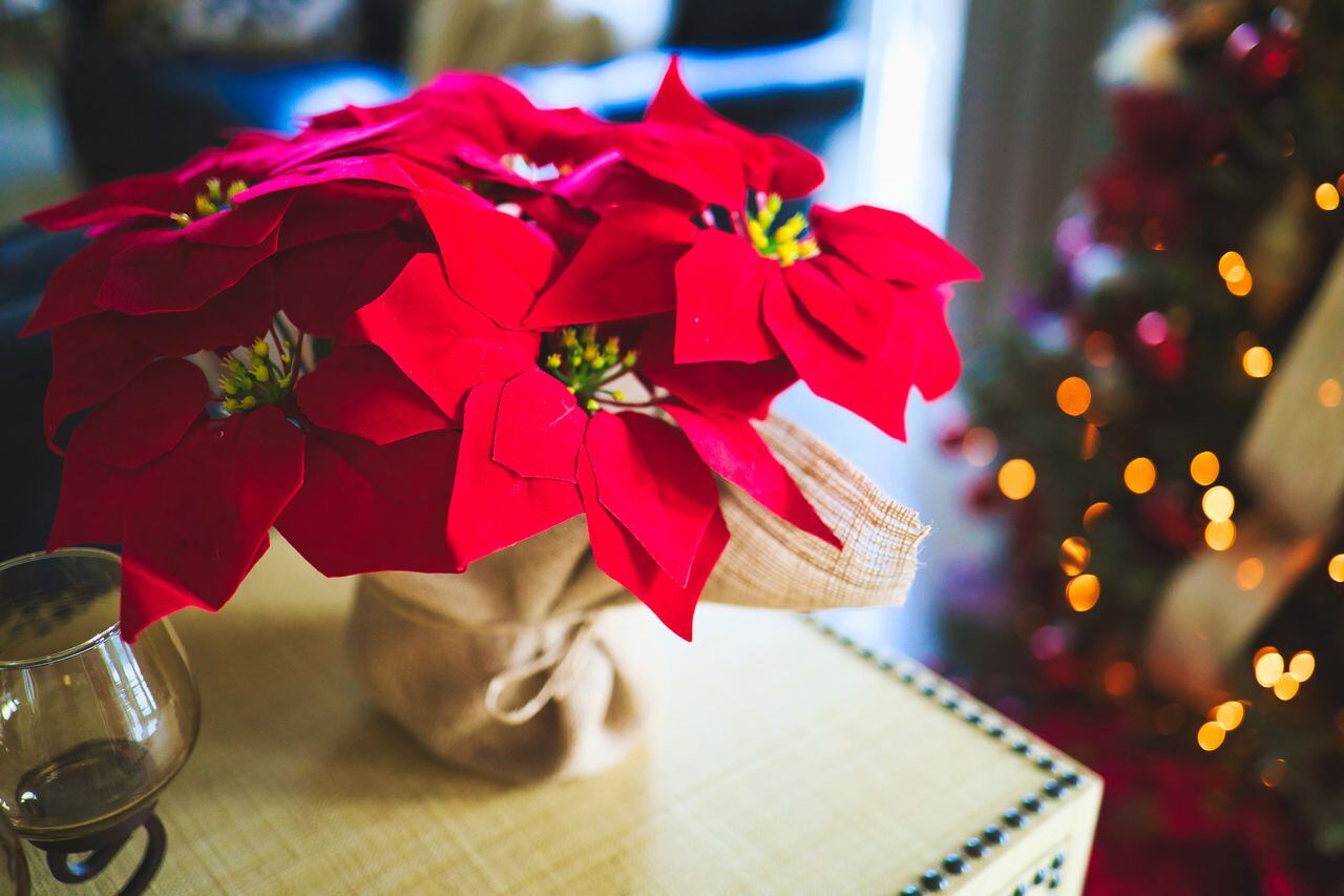 Esta planta se usa mucho en la decoración de los hogares durante diciembre.