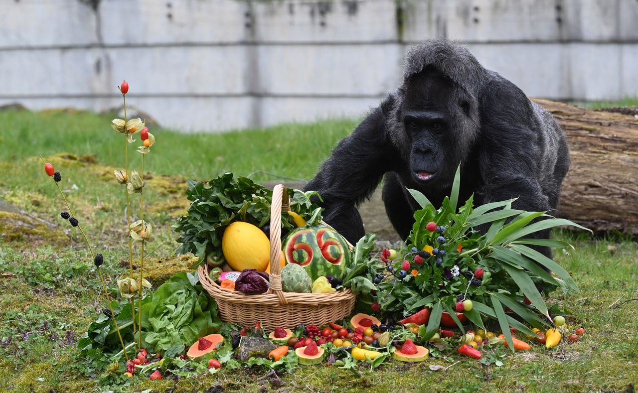 Fatou, la gorila más longeva del mundo