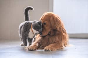 Mascotas en casa