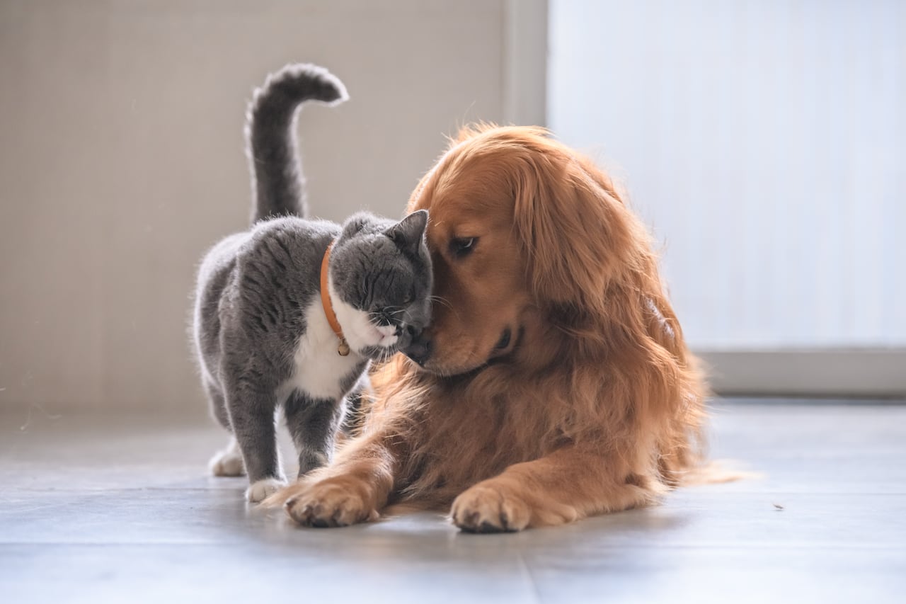 Mascotas en casa