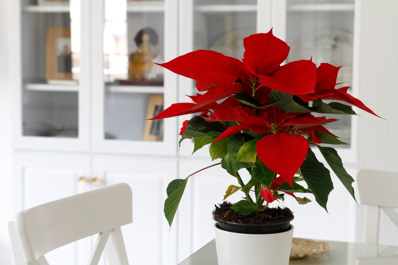 La poinsettia es la flor de la Navidad y la prosperidad