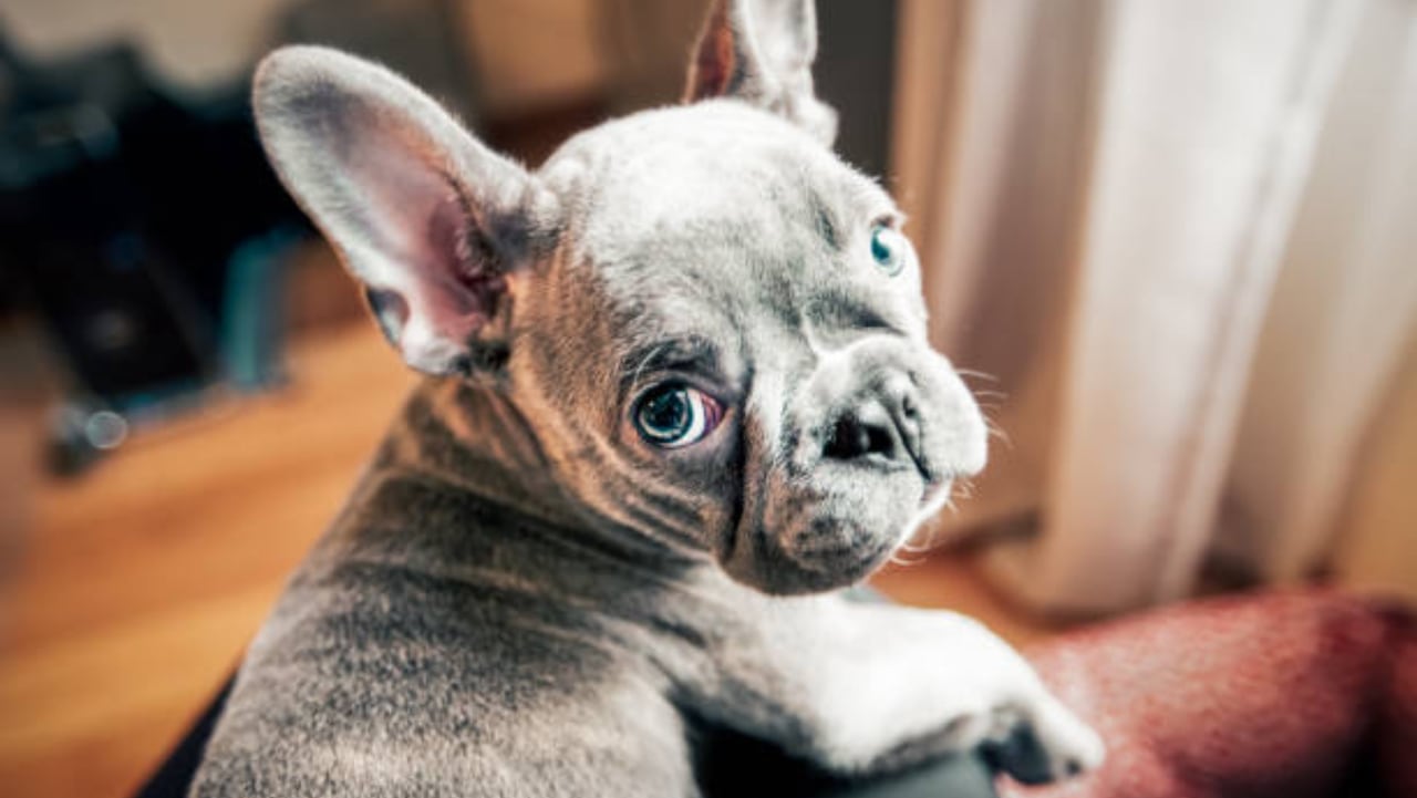 Cosas que los perros odian del ser humano y que dejamos pasara en ocasiones