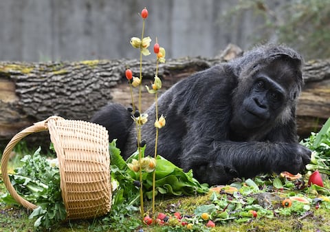 Fatou, la gorila más longeva del mundo