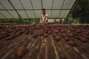 ARAUQUITA, COLOMBIA - DECEMBER 07: The harvested cacao fruits are cracked and peeled and then the seeds are sent for the fermentation process at Finca Villa Gaby in Arauquita, Arauca, Colombia on December 07, 2021. At the eastern plains of the department of Arauca, only separated from Venezuela by the rough waters of the river of the same name, cocoa producers knew how to make themselves respected by the guerrillas -or at least stay on the sidelines-, survive the damage caused by oil. More than 6,500 families live on cocoa in Arauca. After the signing of peace with the FARC, five years ago, more than 3,500 hectares were eradicated of crops and Arauquita was one of the first municipalities to be declared free of these crops. Many farms started to have cocoa and little by little the crops went from the 7,000 hectares of the sweet fruit in the 2000s to the 18,000 that there are today, of which they produce over 12,000 tons of cocoa per year. (Photo by Juancho Torres/Anadolu Agency via Getty Images)