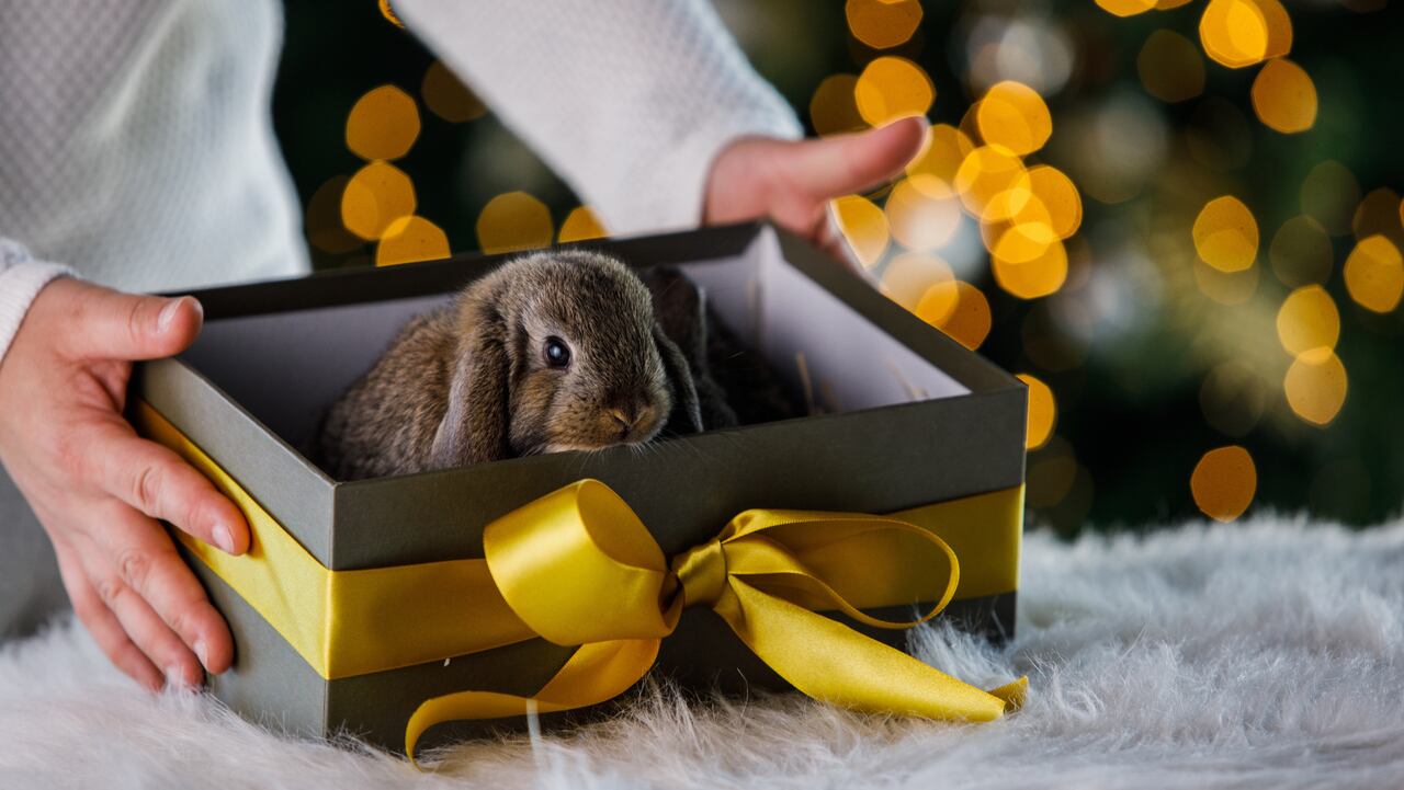 ¿Por qué no regalar ni comprar mascotas en Navidad?