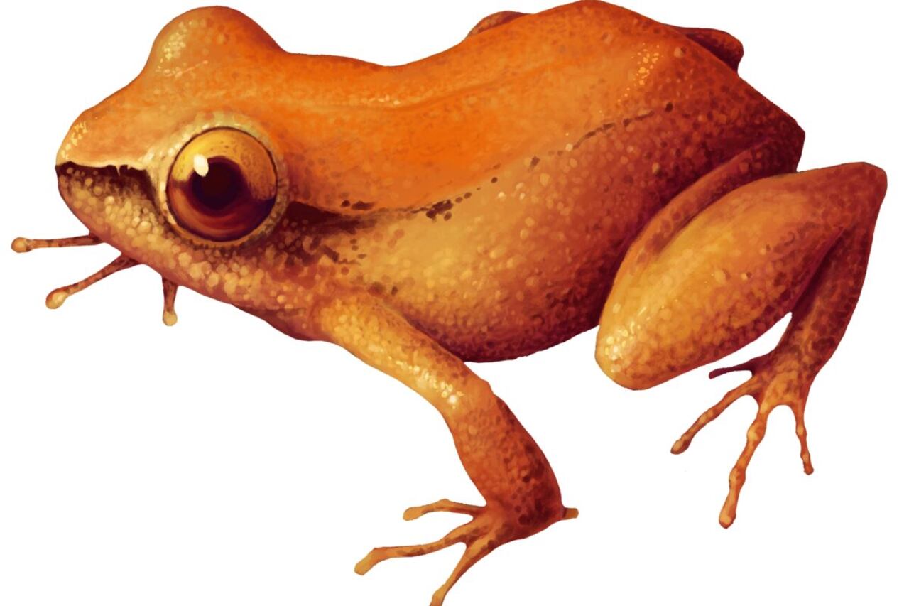 La rana coquí antillano está en el Atlántico, Magdalena, Santander, Antioquia, Cundinamarca, Tolima y Valle del Cauca.