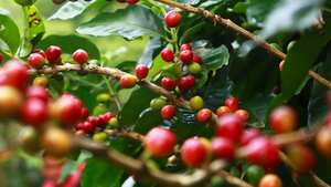 Utilidades de los residuos de café.