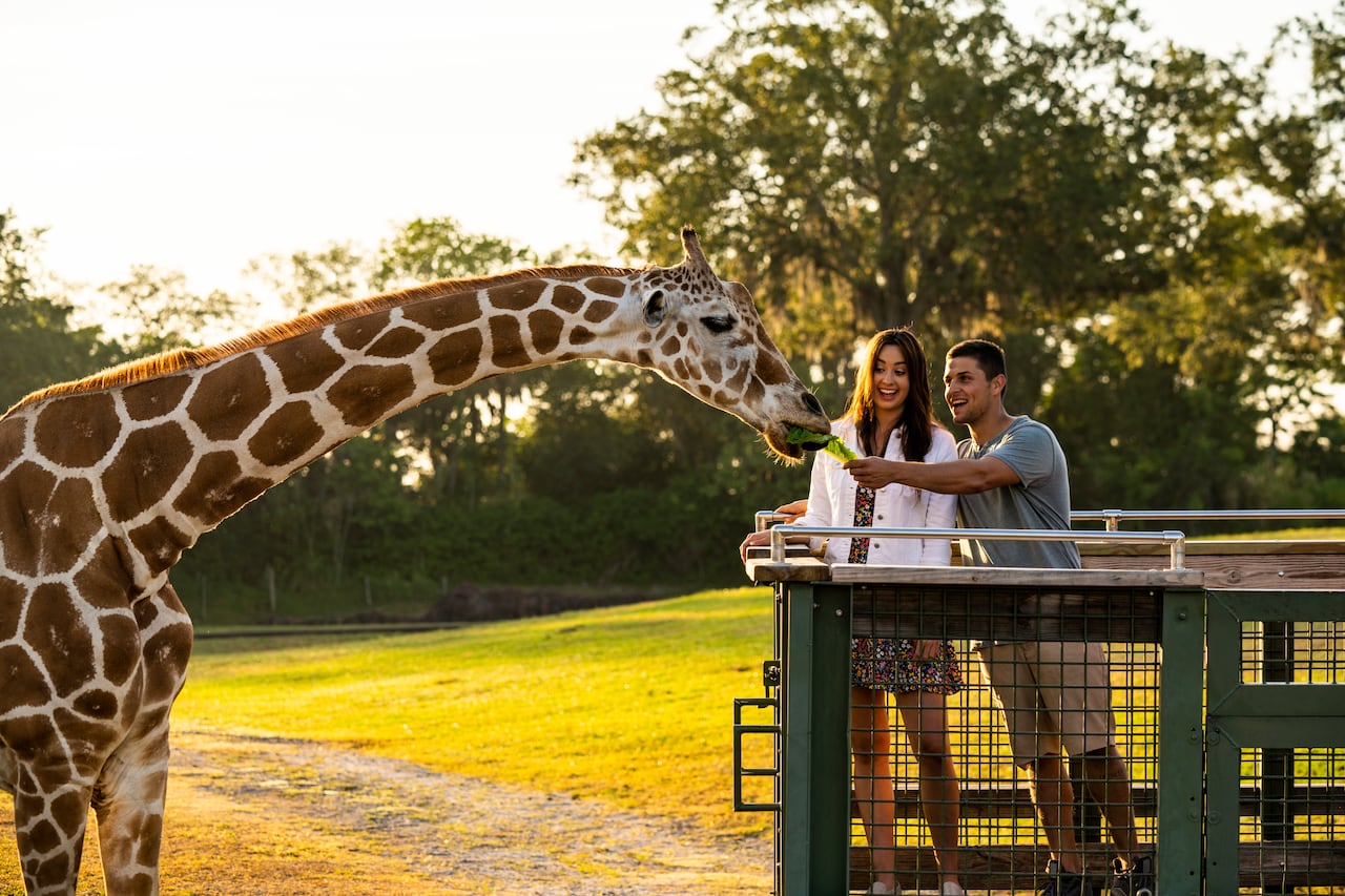 Las montañas rusas de Busch Gardens Tampa Bay son parte de una propuesta que mezcla adrenalina, naturaleza y encuentros con la vida silvestre.