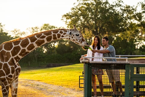 Las montañas rusas de Busch Gardens Tampa Bay son parte de una propuesta que mezcla adrenalina, naturaleza y encuentros con la vida silvestre.