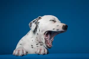 Los perros pueden adquirir diversos comportamientos que devengan ayuda profesional. Imagen: Getty Images