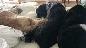 Las mascotas de Oprah Winfrey