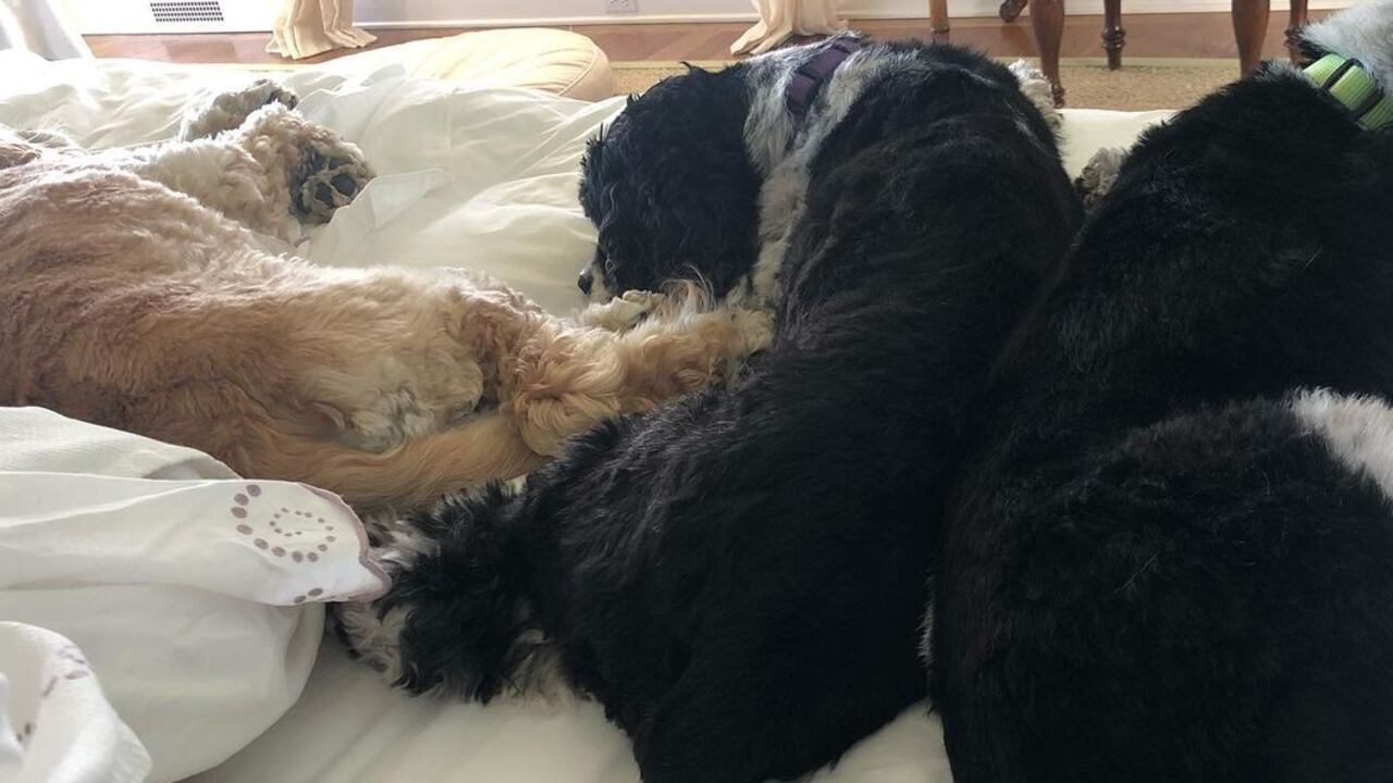 Las mascotas de Oprah Winfrey