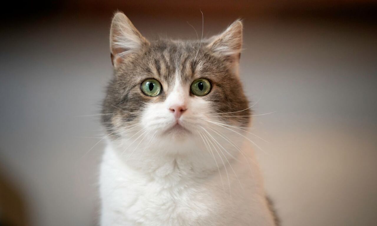 Lo que se debe hacer para que los gatos no se asusten con pólvora.