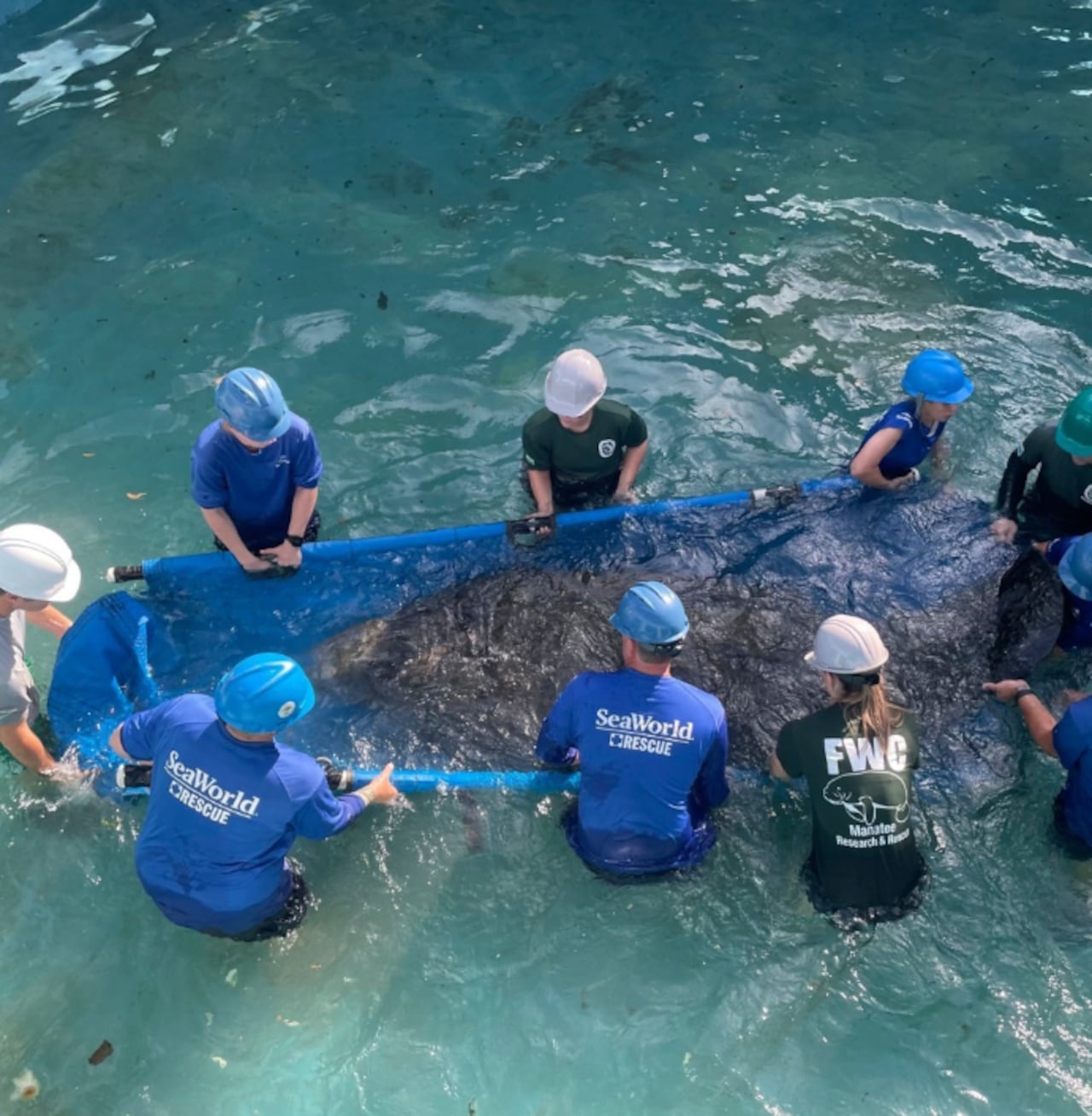 Cinco paradas imperdibles para descubrir la magia de SeaWorld Orlando
