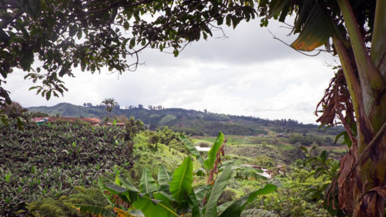 Eje cafetero