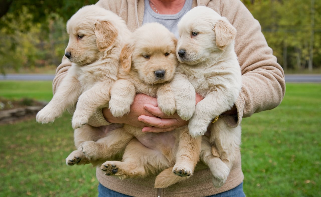 Significado de soñar con una camada de perros