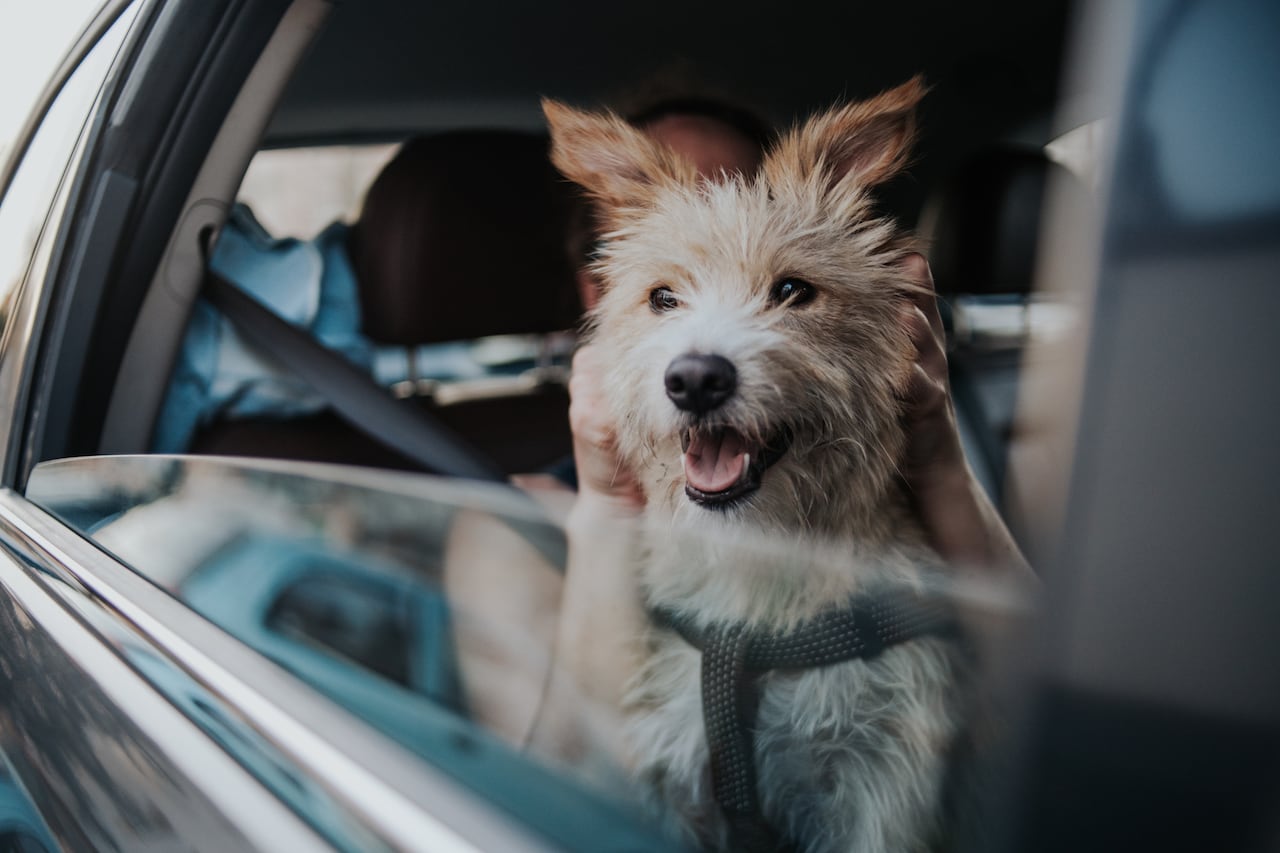 Perros en los carros.