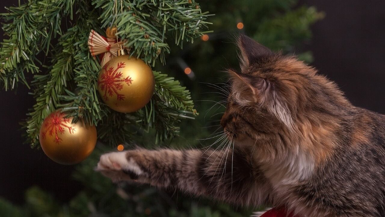Esta es la historia de Flossie, la gata más longeva del mundo