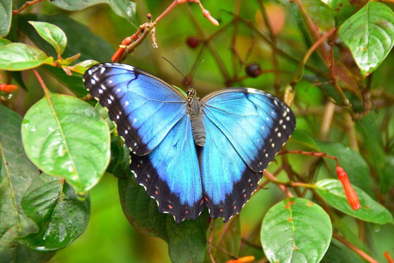 Morpho peleides. Es una de las especies más grandes que existen. Los machos suelen ser territoriales y patrullan grandes distancias en busca de las hembras, por eso pueden verse sobrevolando quebradas, claros, bordes de bosque y caminos. En Colombia, tres jardines botánicos en Cali, Putumayo y Calarcá, en Quindío, realizan un trabajo de conservación. Este último cuenta con 185 especies de mariposas diurnas, que representan el 1 por ciento de todo el planeta. Jardín Botánico del Quindío
