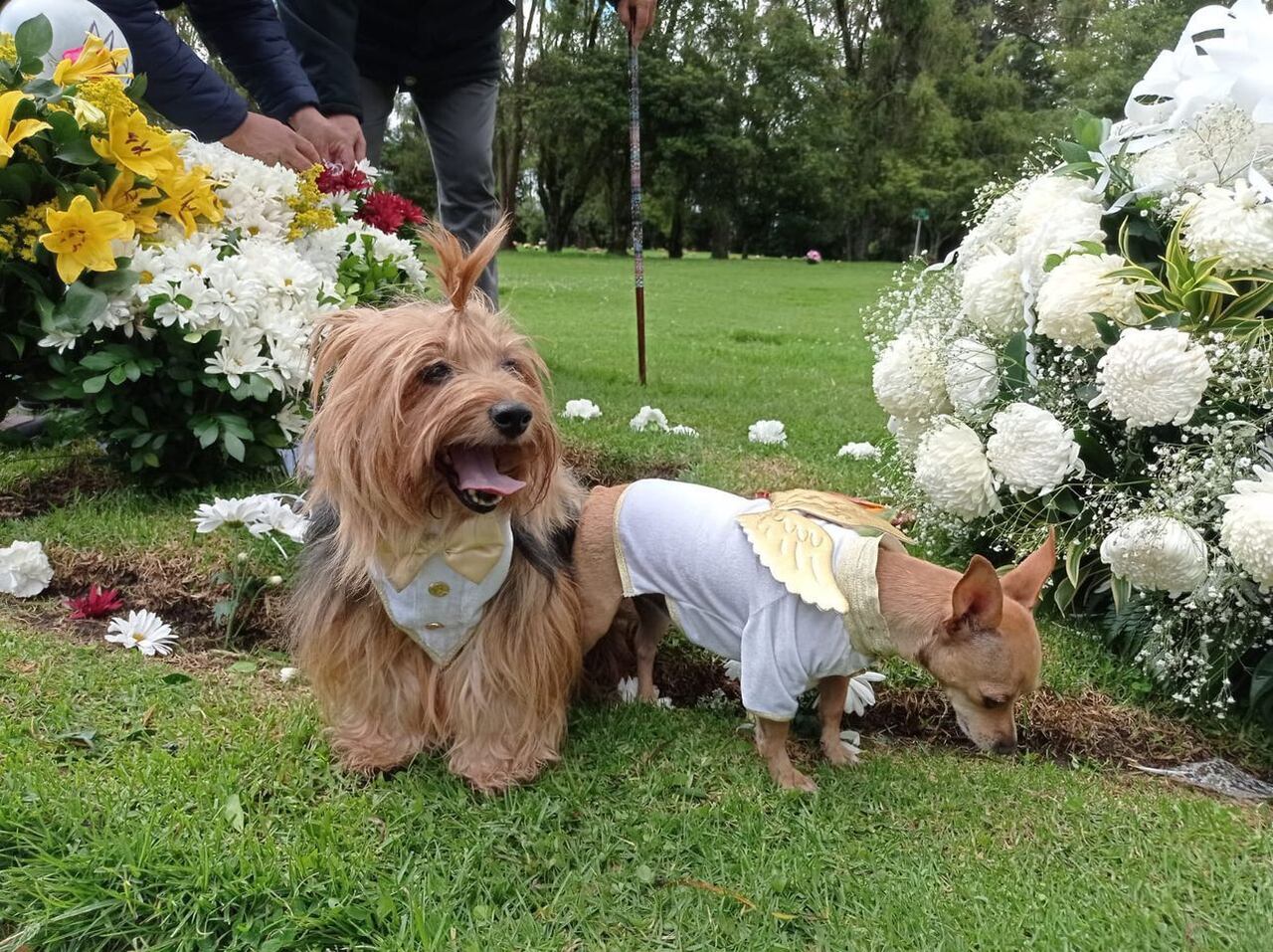 Mascotas de Mauricio Leal en la tumba del estilista.