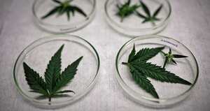 El consumo regular de marihuana se asocia con un mayor riesgo de problemas mentales como depresión, ansiedad y pensamientos suicidas, trastornos de la personalidad y hasta psicosis.