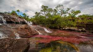 Cao Cristales photographed Monday, August 12, 2019. The river located in the Serrania de la Macarena province of Meta, Colombia and is a tributary of the Guayabero River. The river is commonly called the "River of Five Colors" or the "Liquid Rainbow," and is noted for its striking colors.
The color of the river comes from a water plant called Macarenia Clavigera, an endemic aquatic species. The red plant grows and sticks to the rocks. This is what gives the water its' colorful vibrancy. Though it fluctuates subtly year to year, the best time to see the river's many colors is between June and December.
(Photo by Thomas O'Neill/NurPhoto via Getty Images)