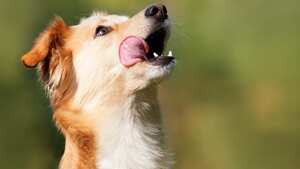 Perro hambriento