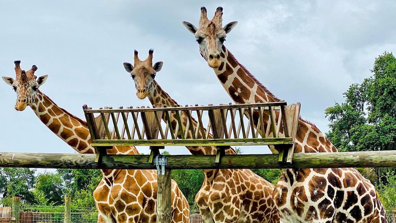 Proyecto de conservación de jirafas en el parque Wild Florida