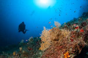 Scuba diving Exploring and enjoying Coral reef  Sea life   Water sports  Scuba diver point of view. Gorgonian Coral