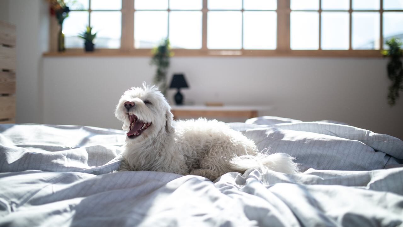 Los mejores consejos para que su perro o gato tenga una gran vida en su apartamento