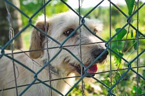 Portrait of a dog with a curious look. Close-up behind a net. An animal in a kennel or animal shelter.