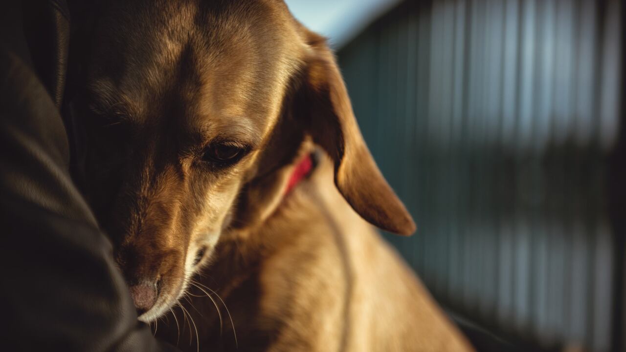 Cannabis medicinal u otras estrategias para calmar el miedo en los perros, especialmente por la pólvora