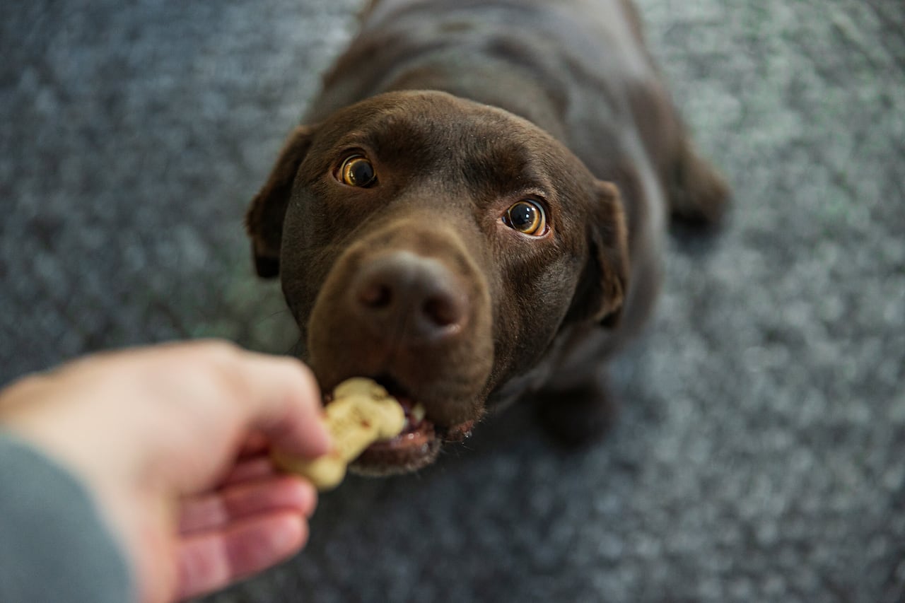 A cute chocolate Labrador retriever dog looks up slightly cross-eyed at its owner as it takes a biscuit