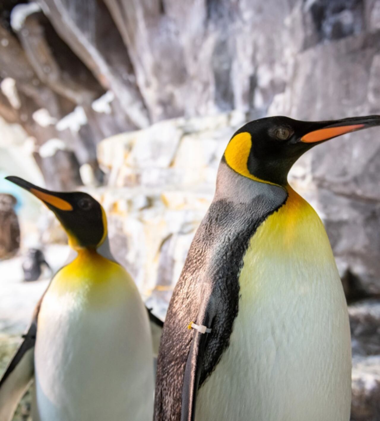 Penguin Trek