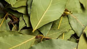 Laurel