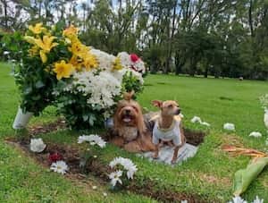 Mascotas de Mauricio Leal en la tumba del estilista.