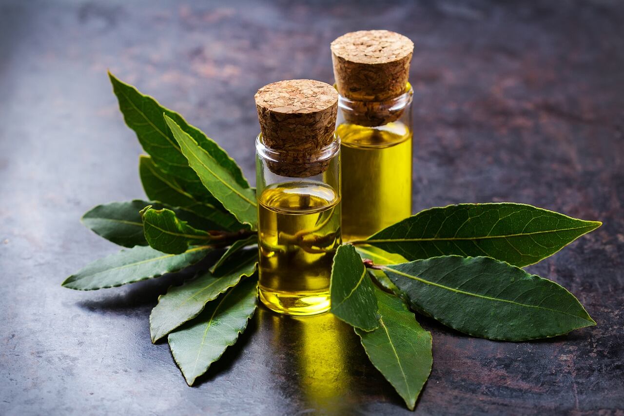 Aceite de laurel